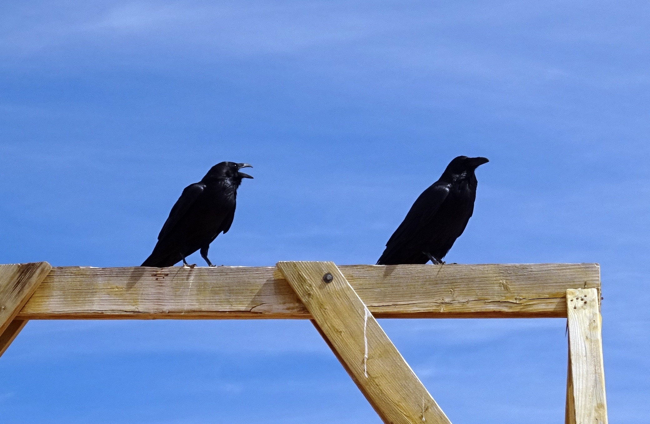 two black bird in brown wood