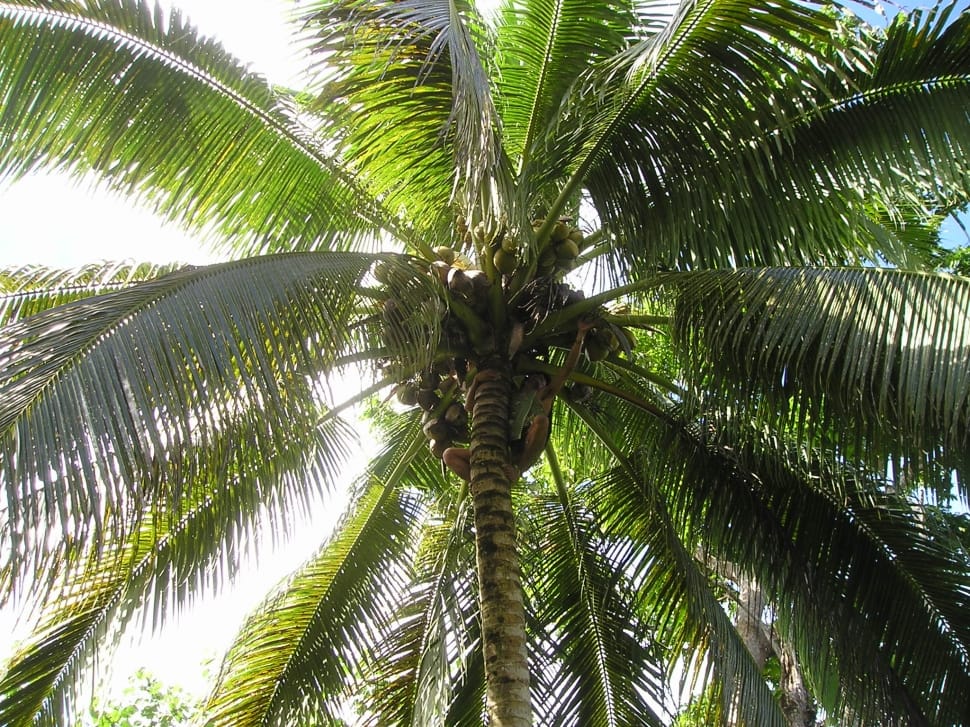 coconut tree preview