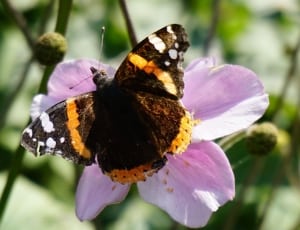viceroy butterfy on purple petal flower during daytime thumbnail