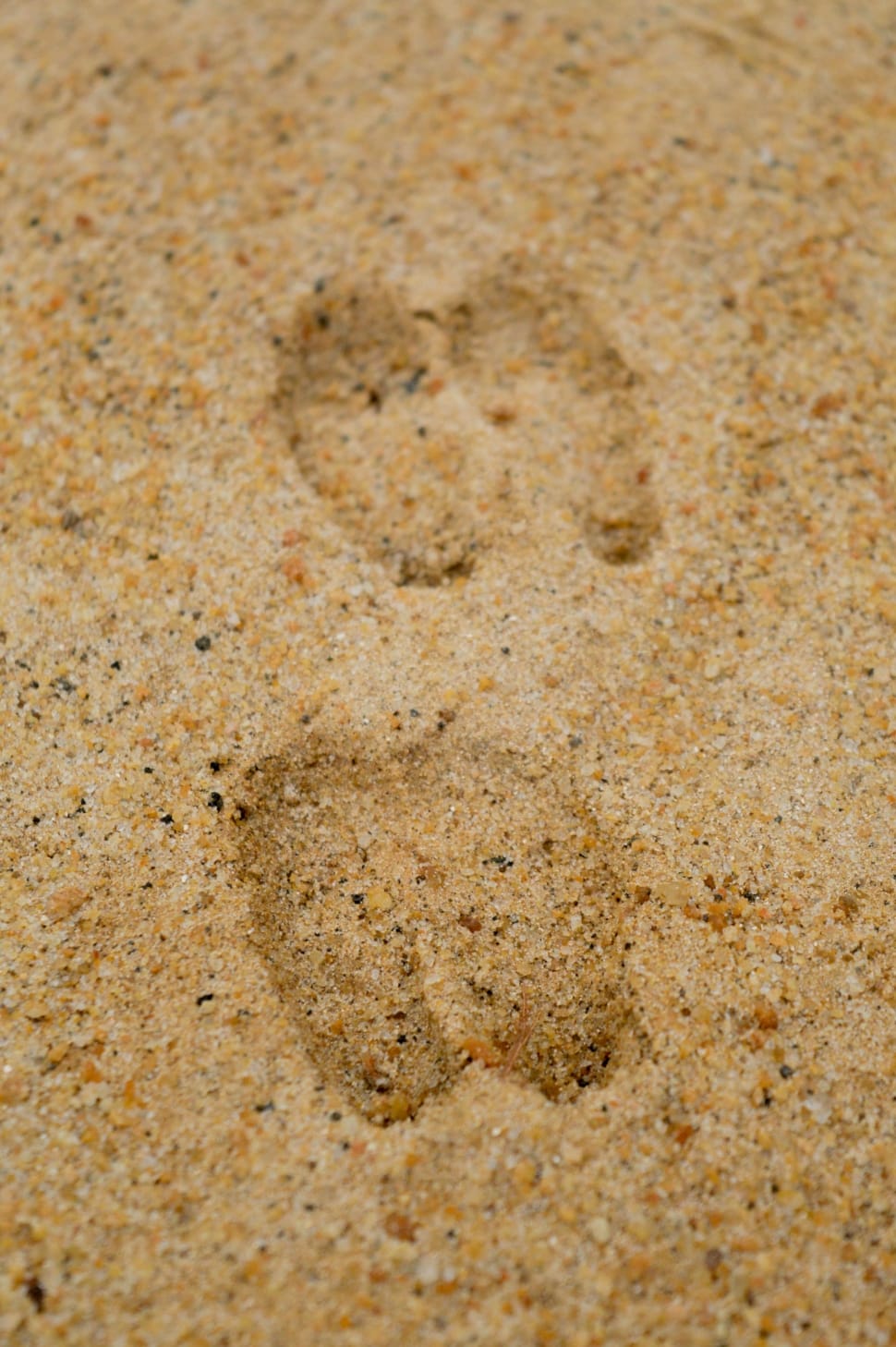 animal paw on orange sand preview