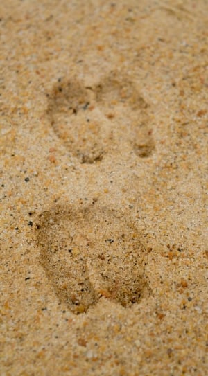 animal paw on orange sand thumbnail