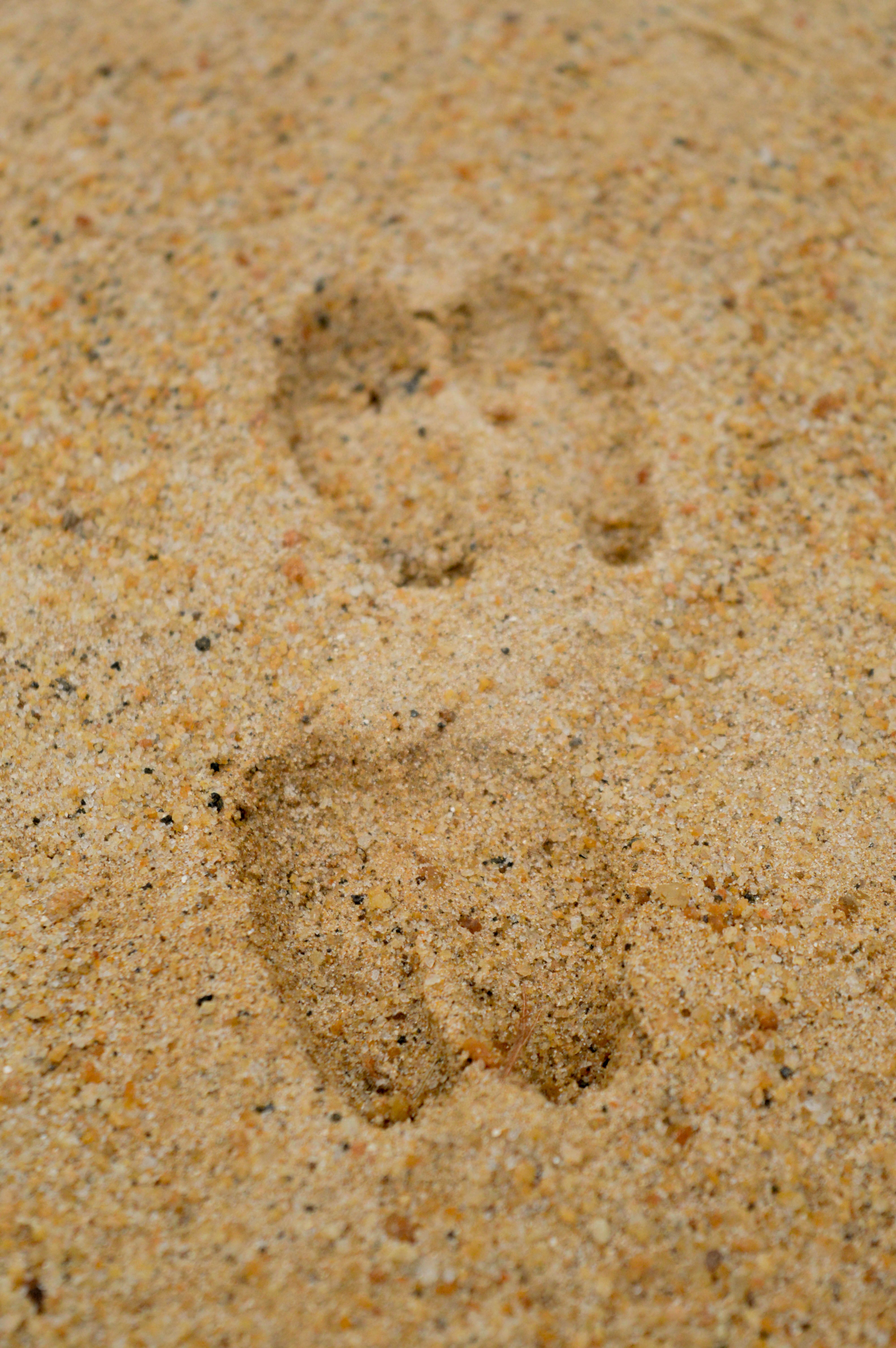 animal paw on orange sand