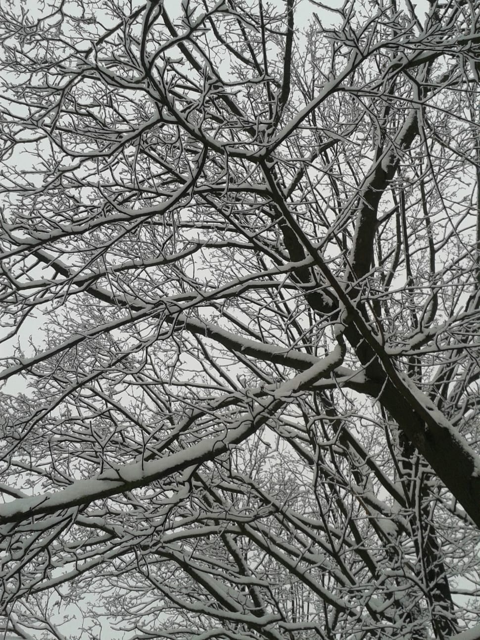 snow covered withered tree preview