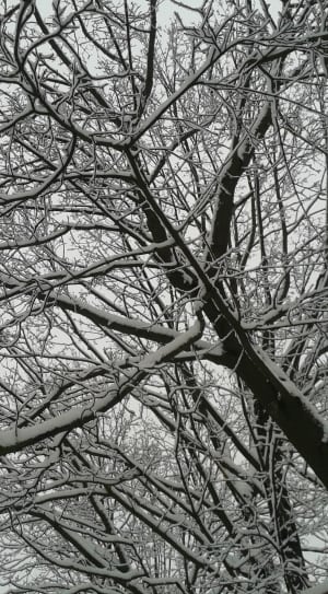 snow covered withered tree thumbnail