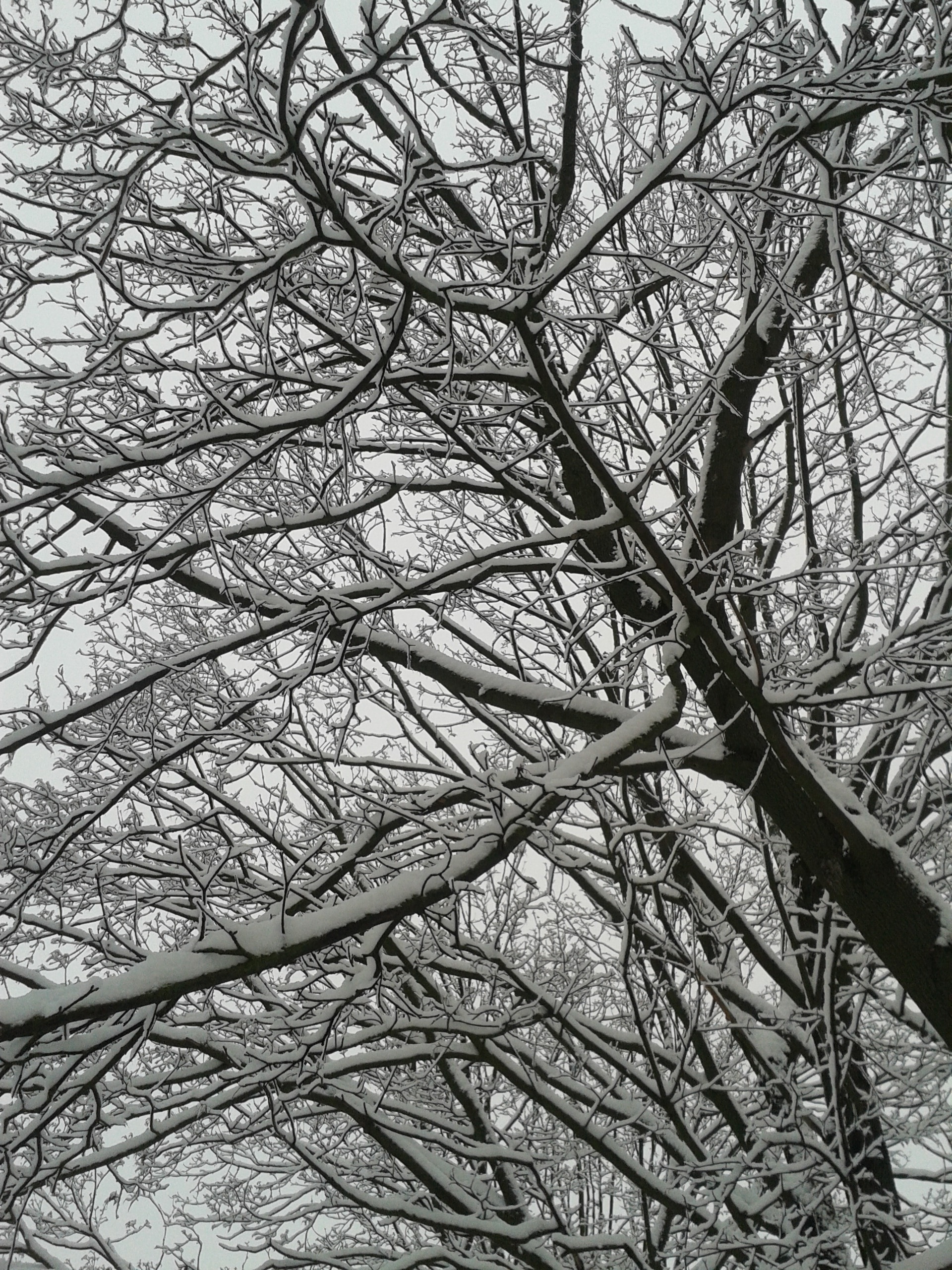 snow covered withered tree