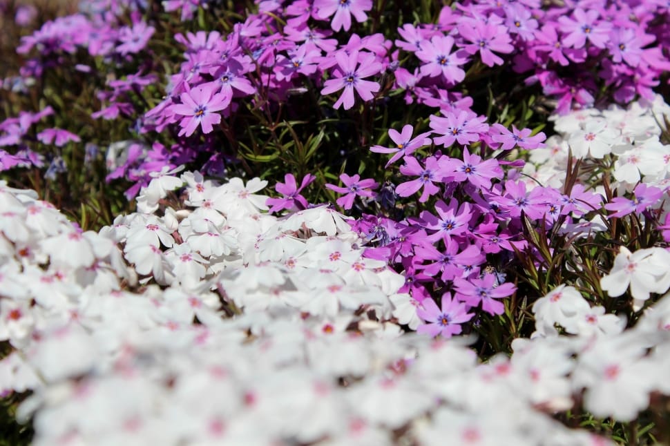 white and purple flower field preview