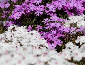 white and purple flower field thumbnail