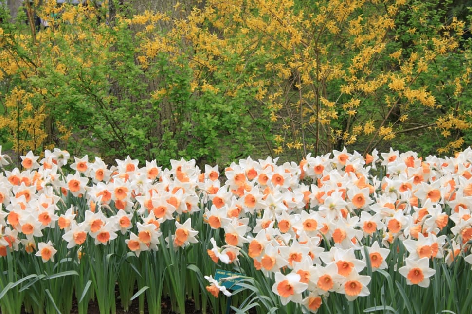white and orange petal flower field preview