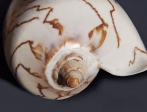 brown conch shell thumbnail