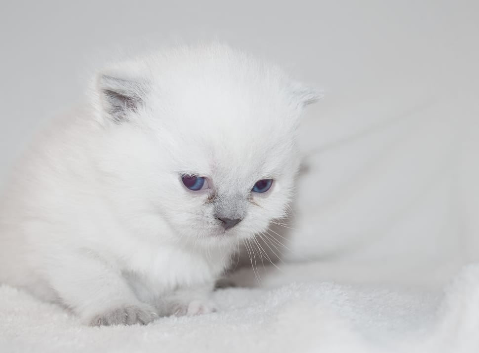 white kitten preview