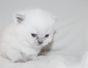 white kitten thumbnail