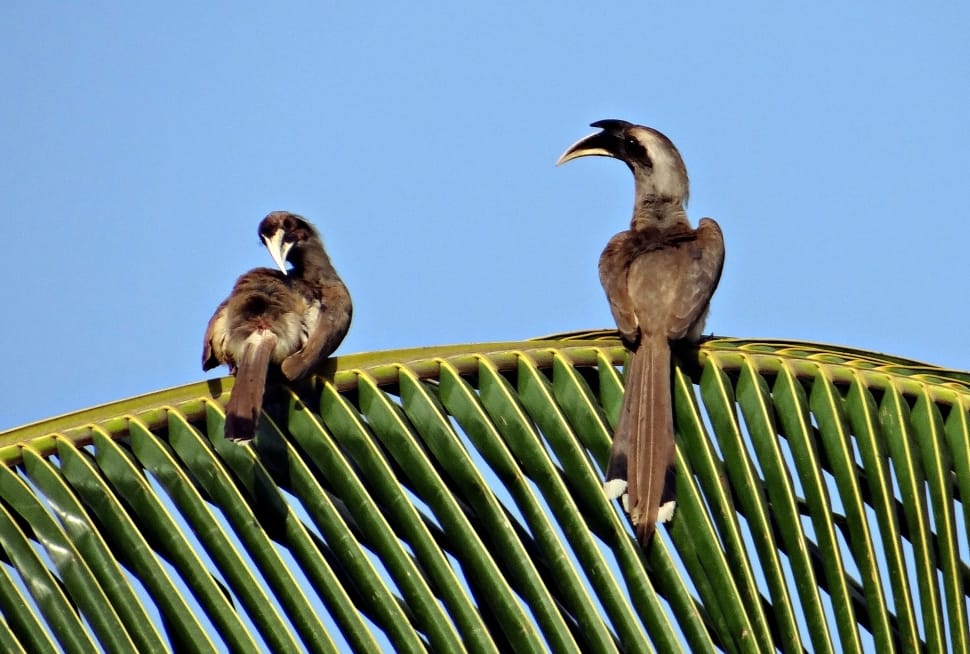 Indian Grey Hornbill, Ocyceros Birostris, animal wildlife, animals in the wild preview