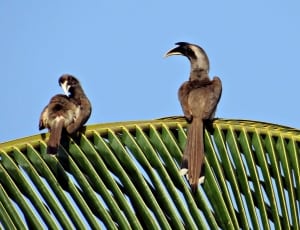 Indian Grey Hornbill, Ocyceros Birostris, animal wildlife, animals in the wild thumbnail