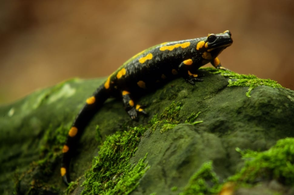 black and yellow lizard preview