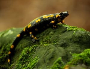 black and yellow lizard thumbnail