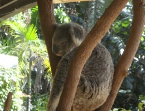 brown koala bear thumbnail