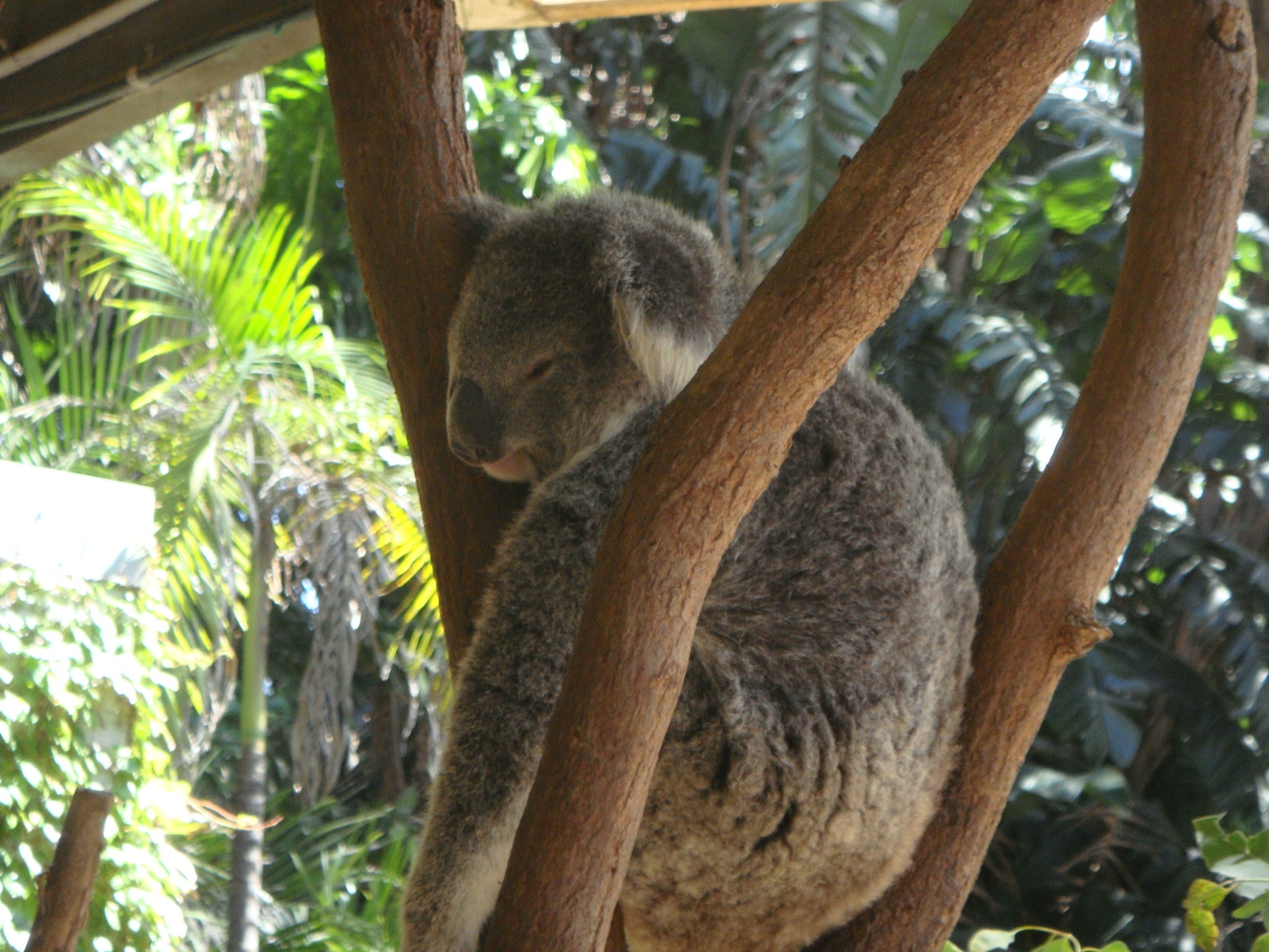 brown koala bear
