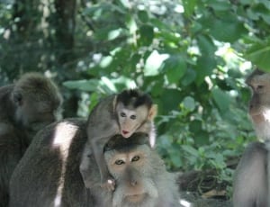 photo of baby monkey on top of monkey's head and plants in the background thumbnail