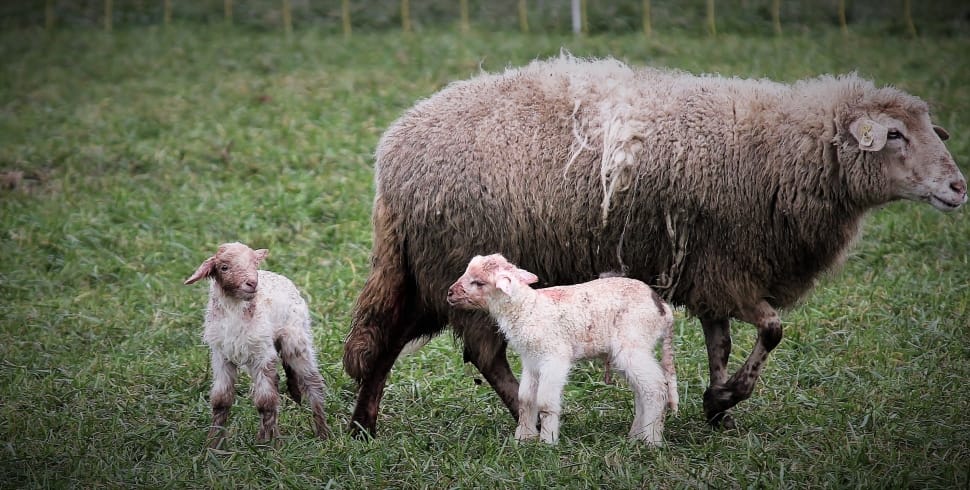 3 brown and white sheep preview