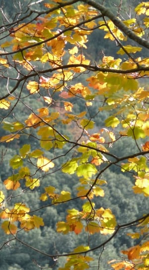 green and yellow leaf tree thumbnail