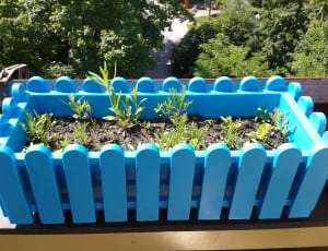 green plants in blue wooden fence thumbnail