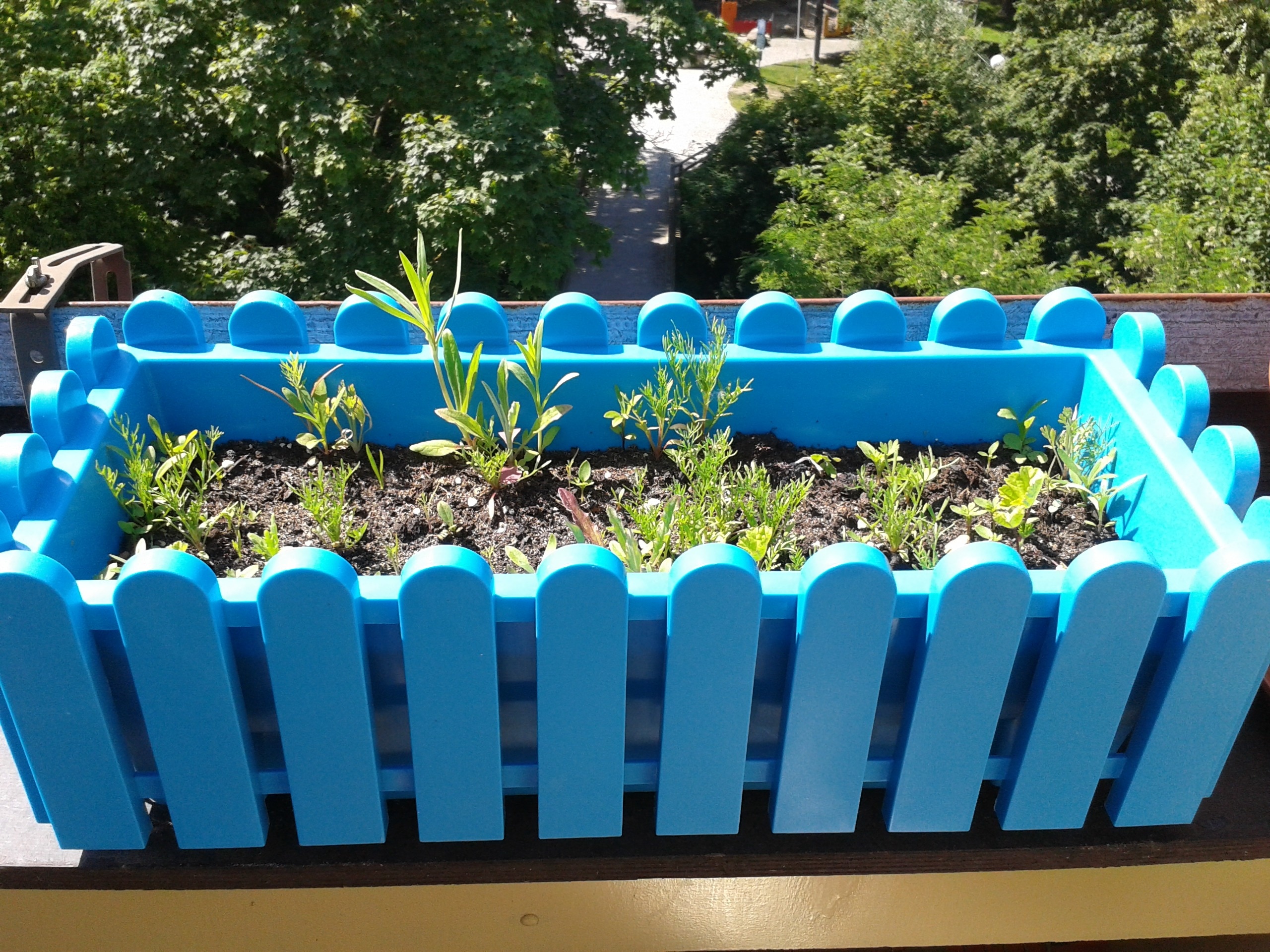 green plants in blue wooden fence