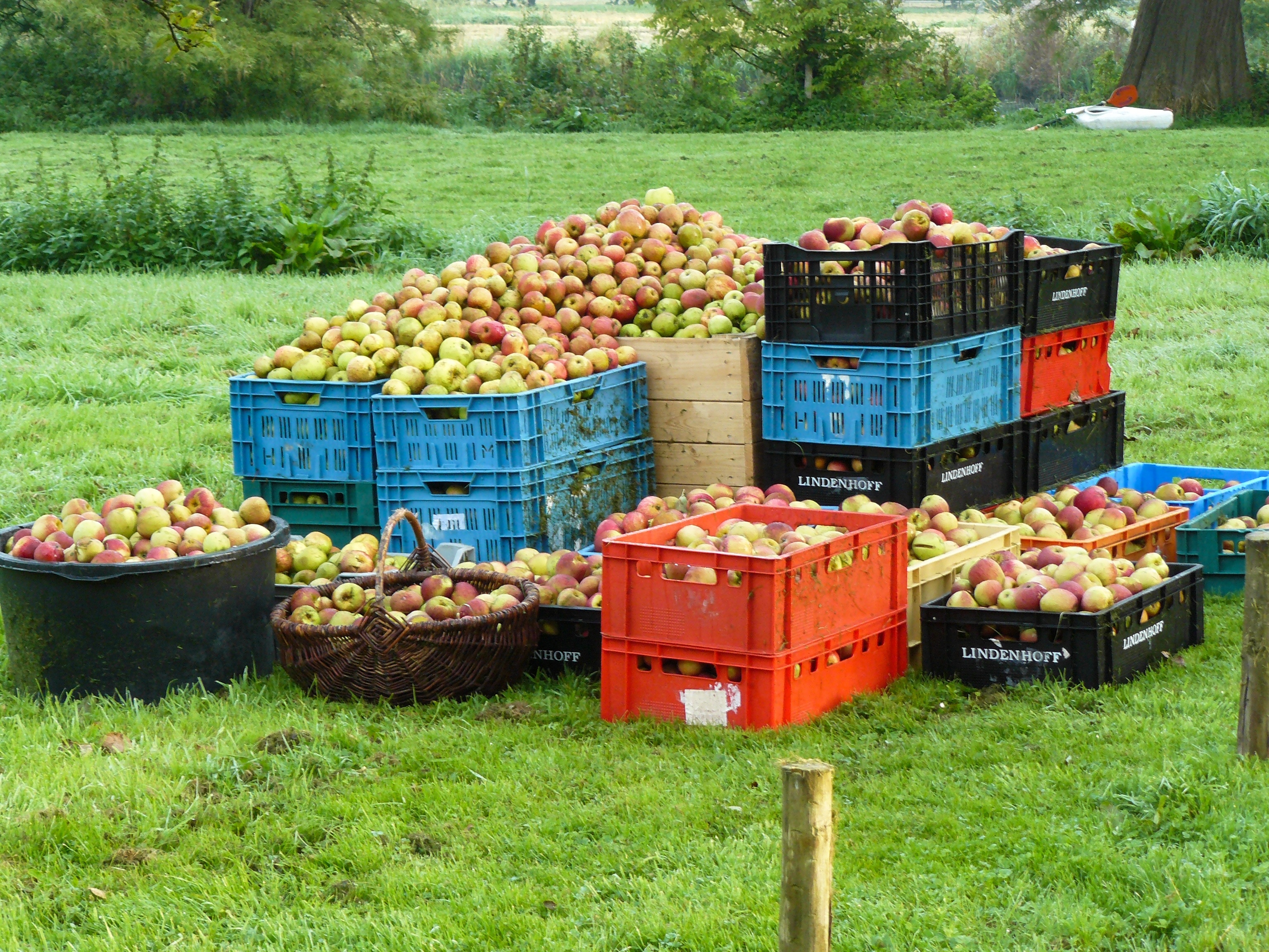 Фруктовая земельные участки. Ящик с урожаем. Сельское хозяйство яблоки. Уборка урожая яблок. Фото урожая в ящиках.