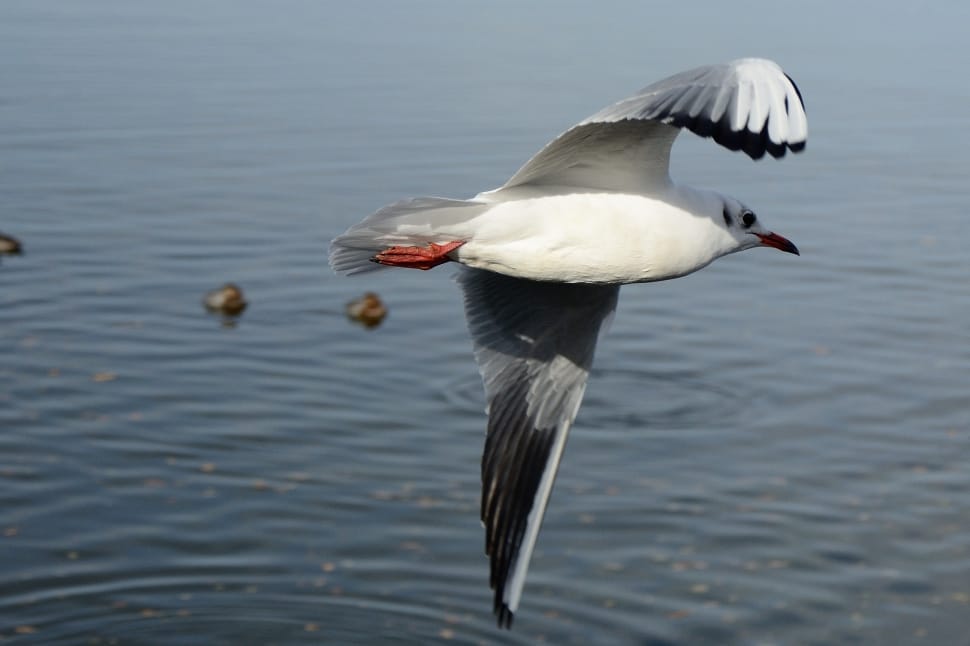 white and gray bird flying over body of water preview