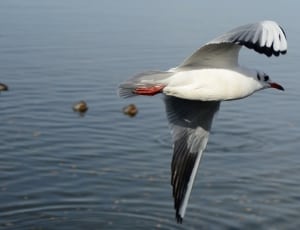 white and gray bird flying over body of water thumbnail