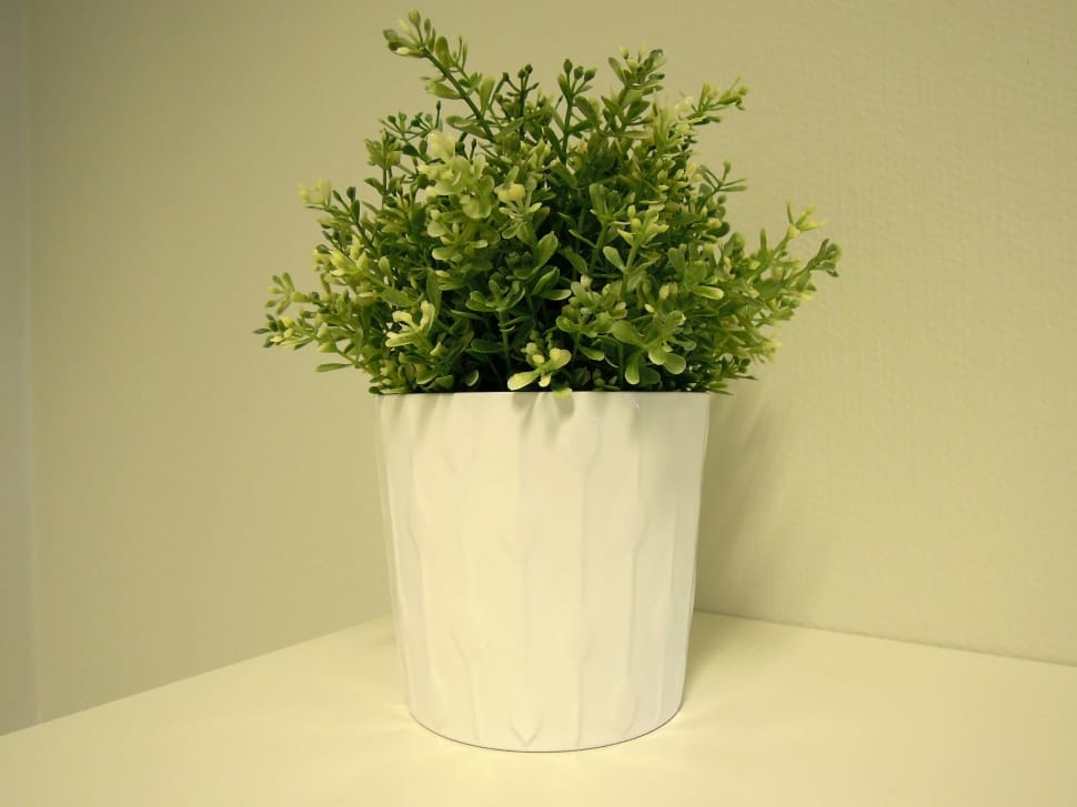 green leaved plant preview