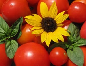 tomatoes and sunflower thumbnail