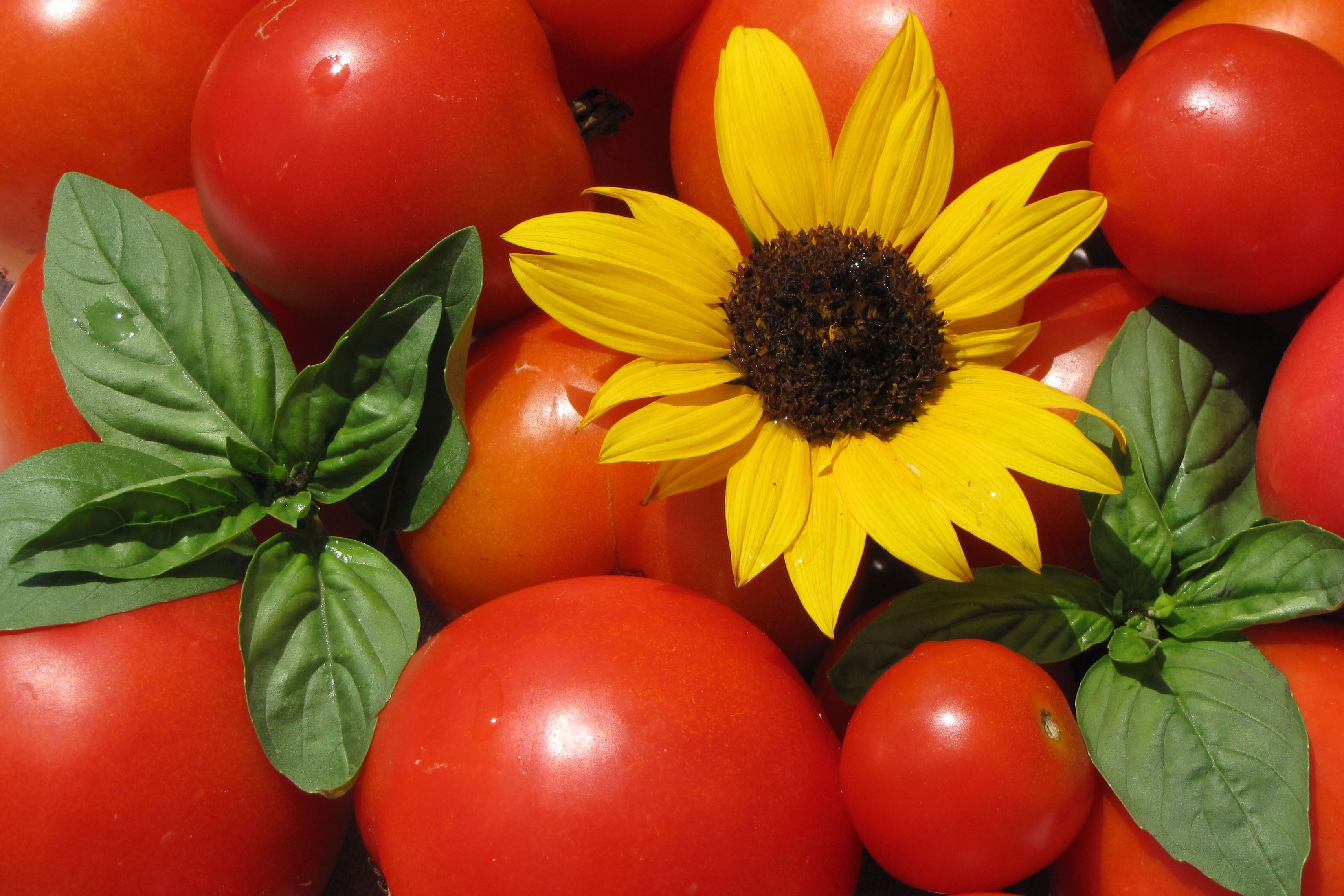 tomatoes and sunflower