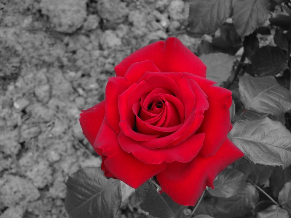 selective color of red rose preview