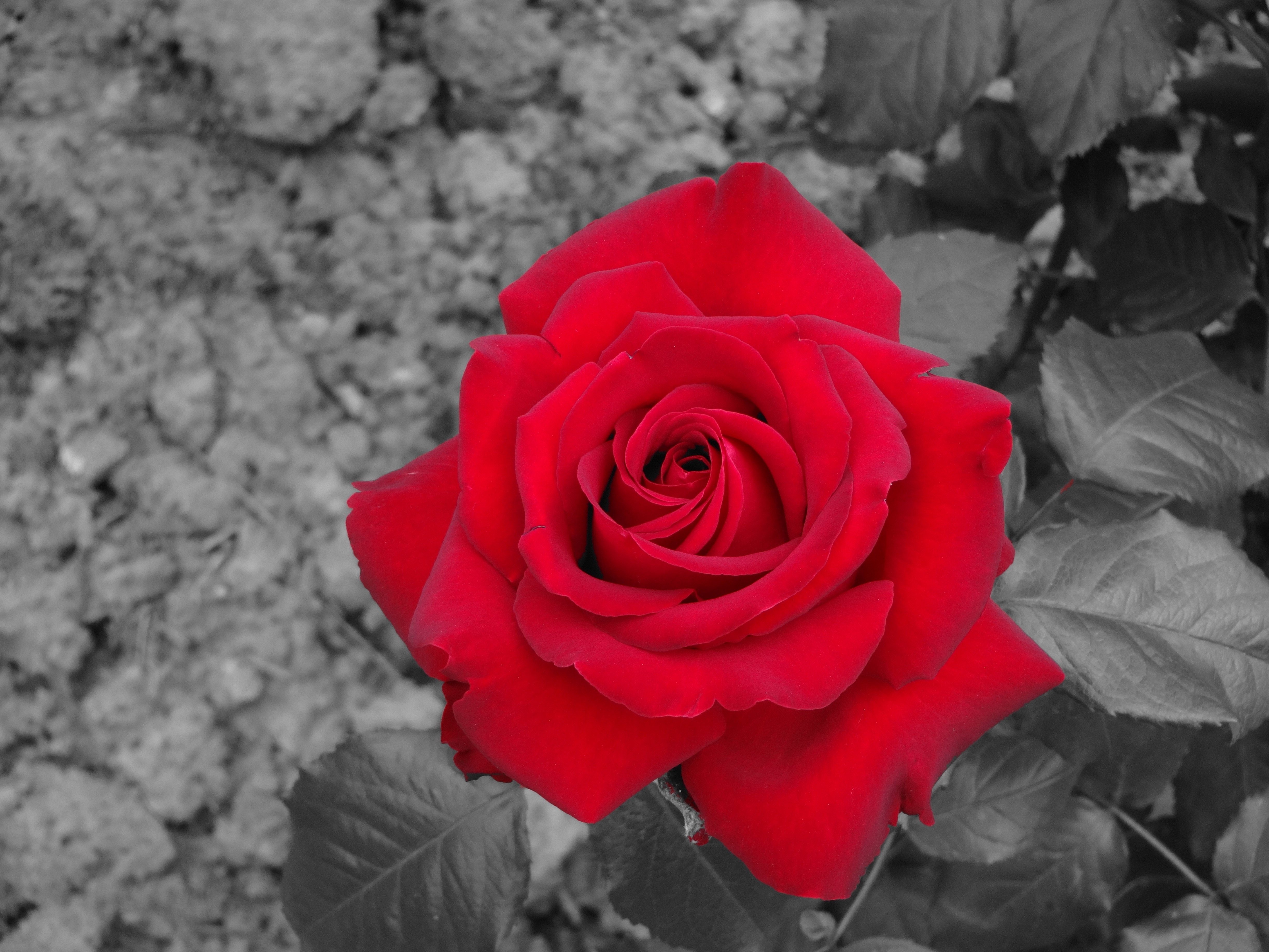 selective color of red rose