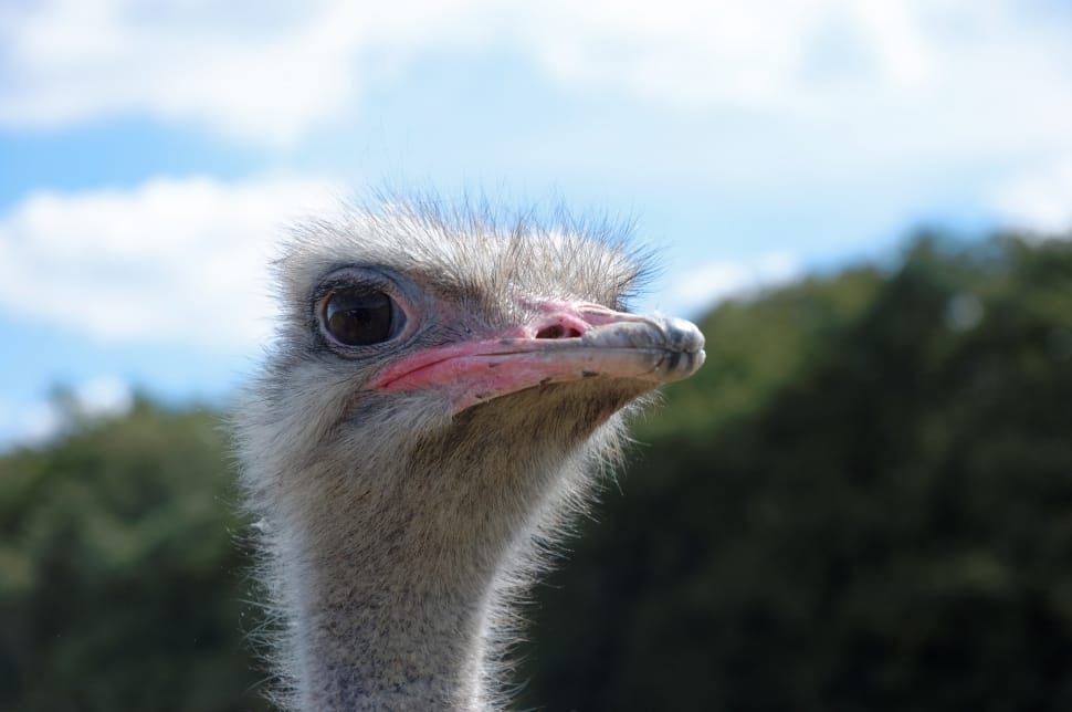 grey ostrich preview