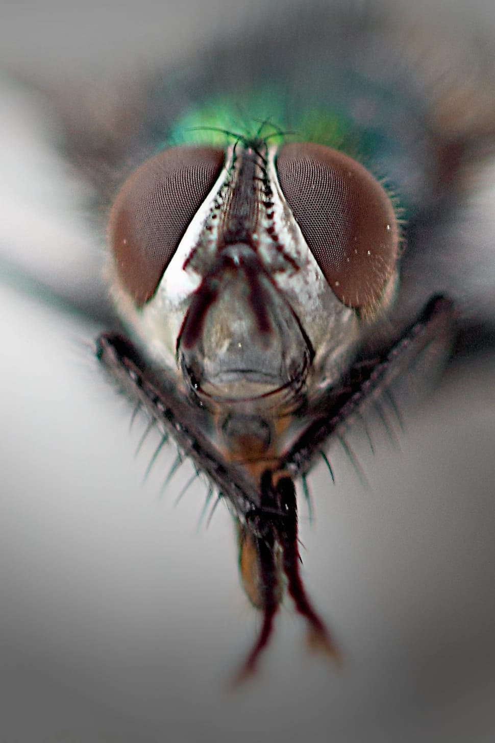 Common Housefly, Compound Eyes, Macro, one animal, animal themes preview