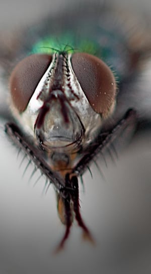 Common Housefly, Compound Eyes, Macro, one animal, animal themes thumbnail