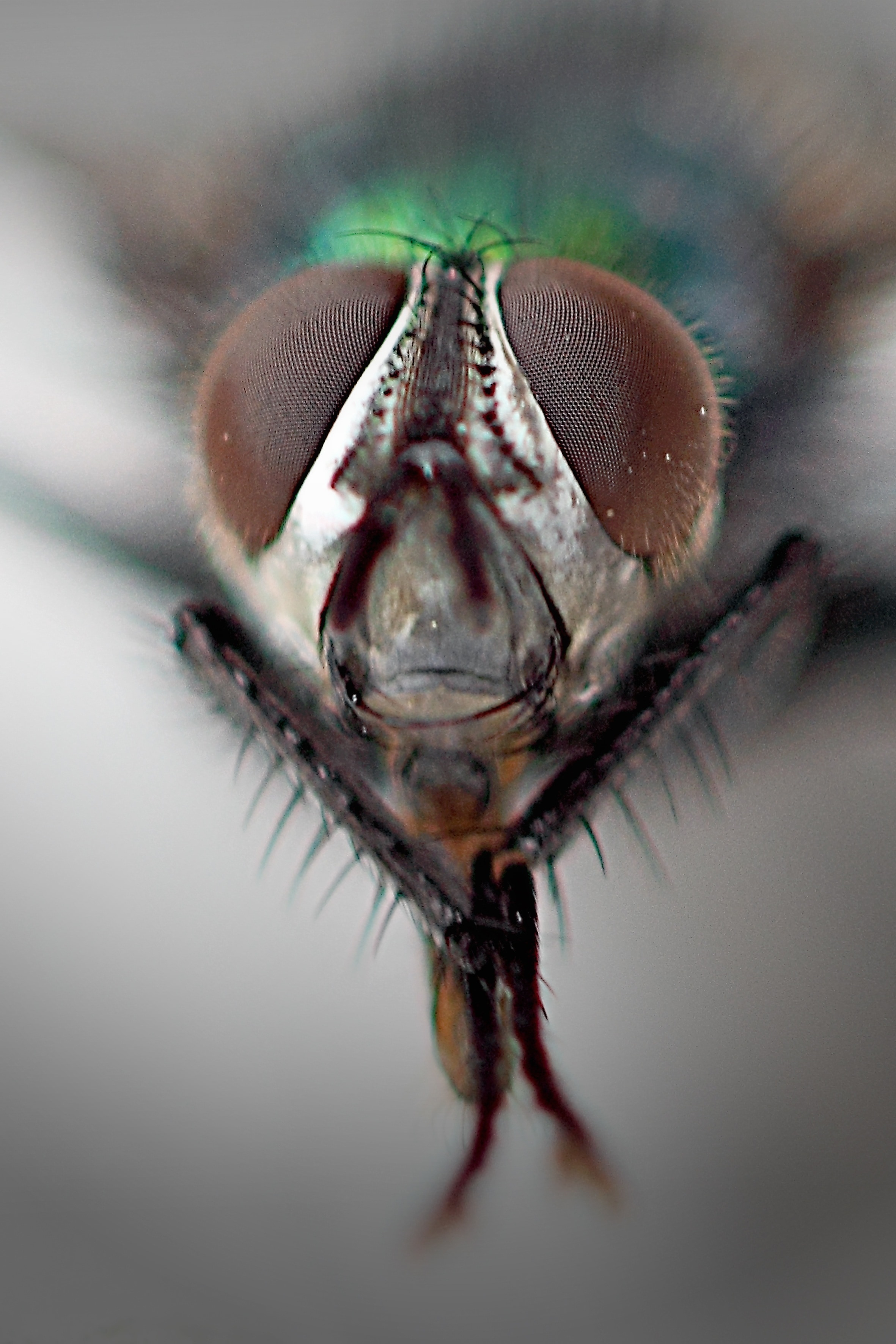 Common Housefly, Compound Eyes, Macro, one animal, animal themes