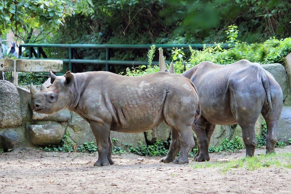 2 gray rhinoceros preview