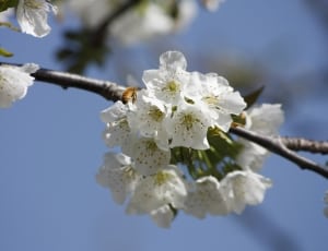 white blossom thumbnail