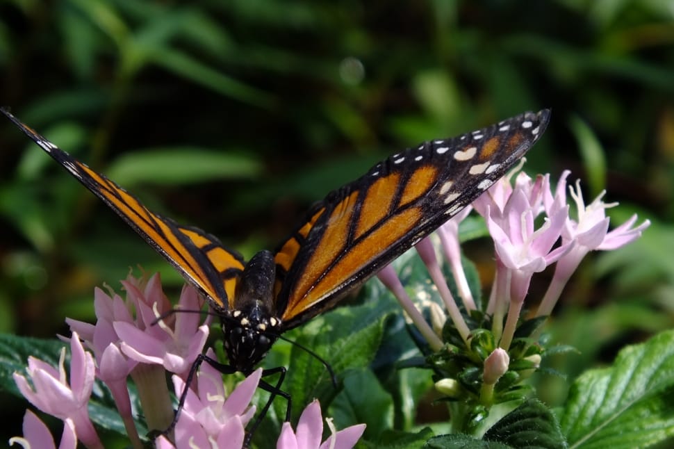 shallow focus photography of monarch butterfly preview