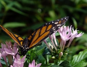 shallow focus photography of monarch butterfly thumbnail