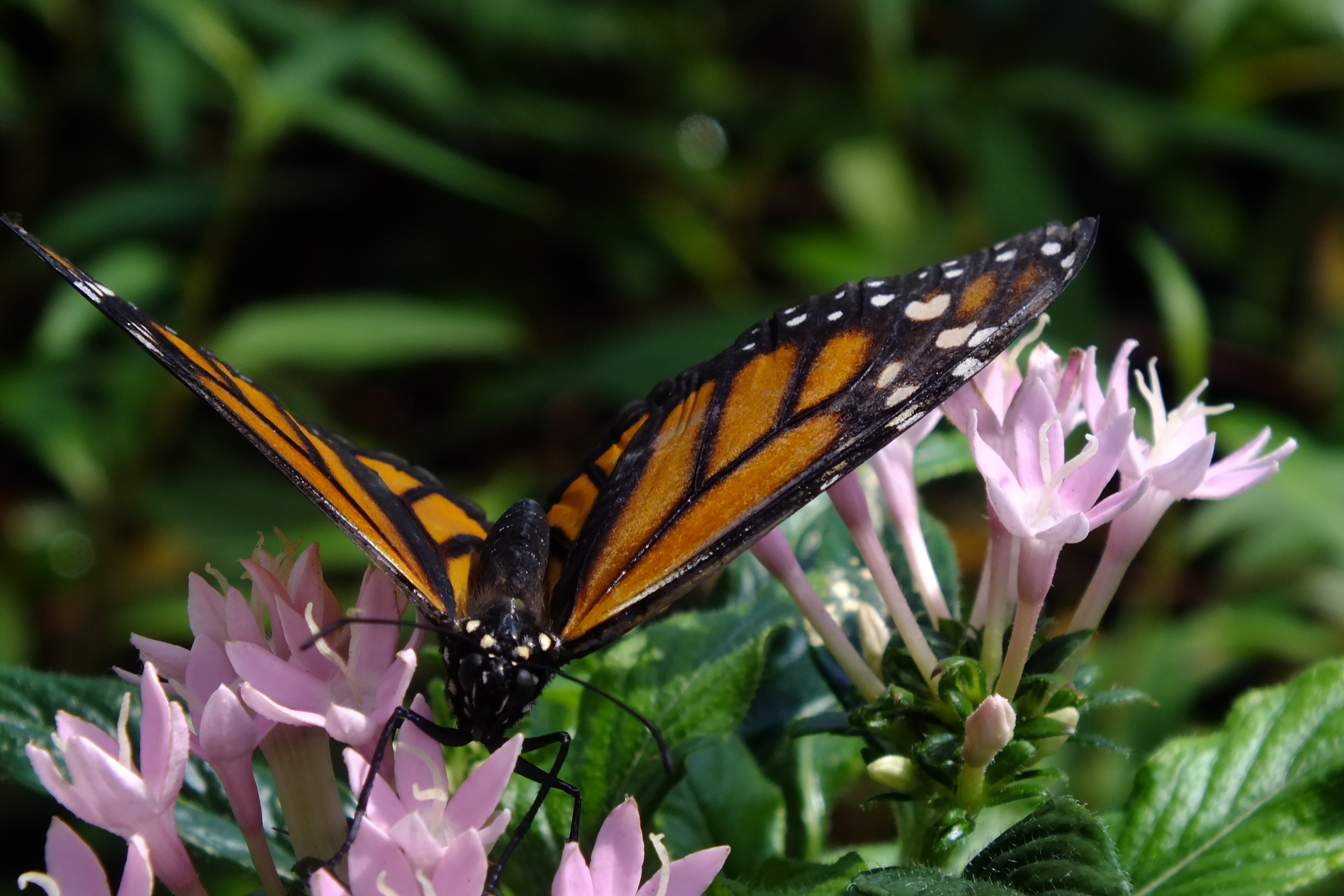 shallow focus photography of monarch butterfly