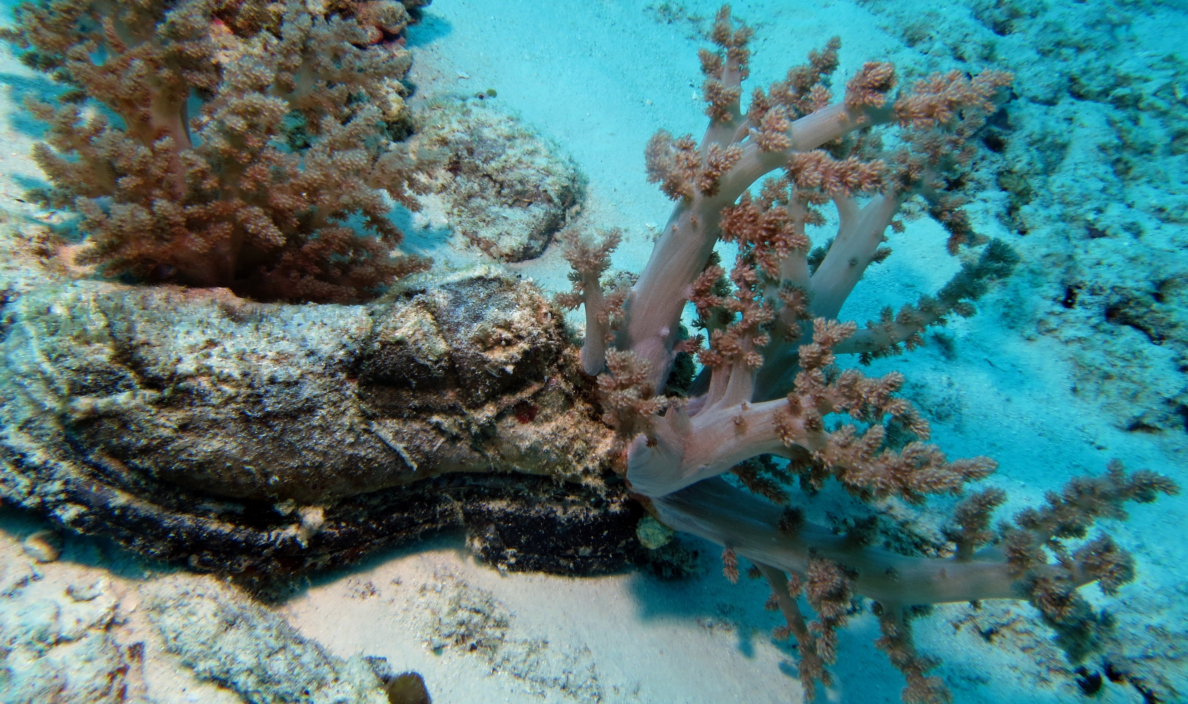 white and brown corals