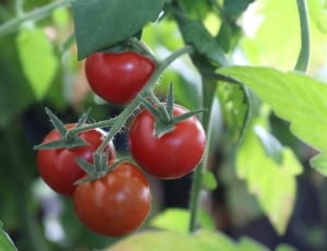 tomatoes n green branch thumbnail