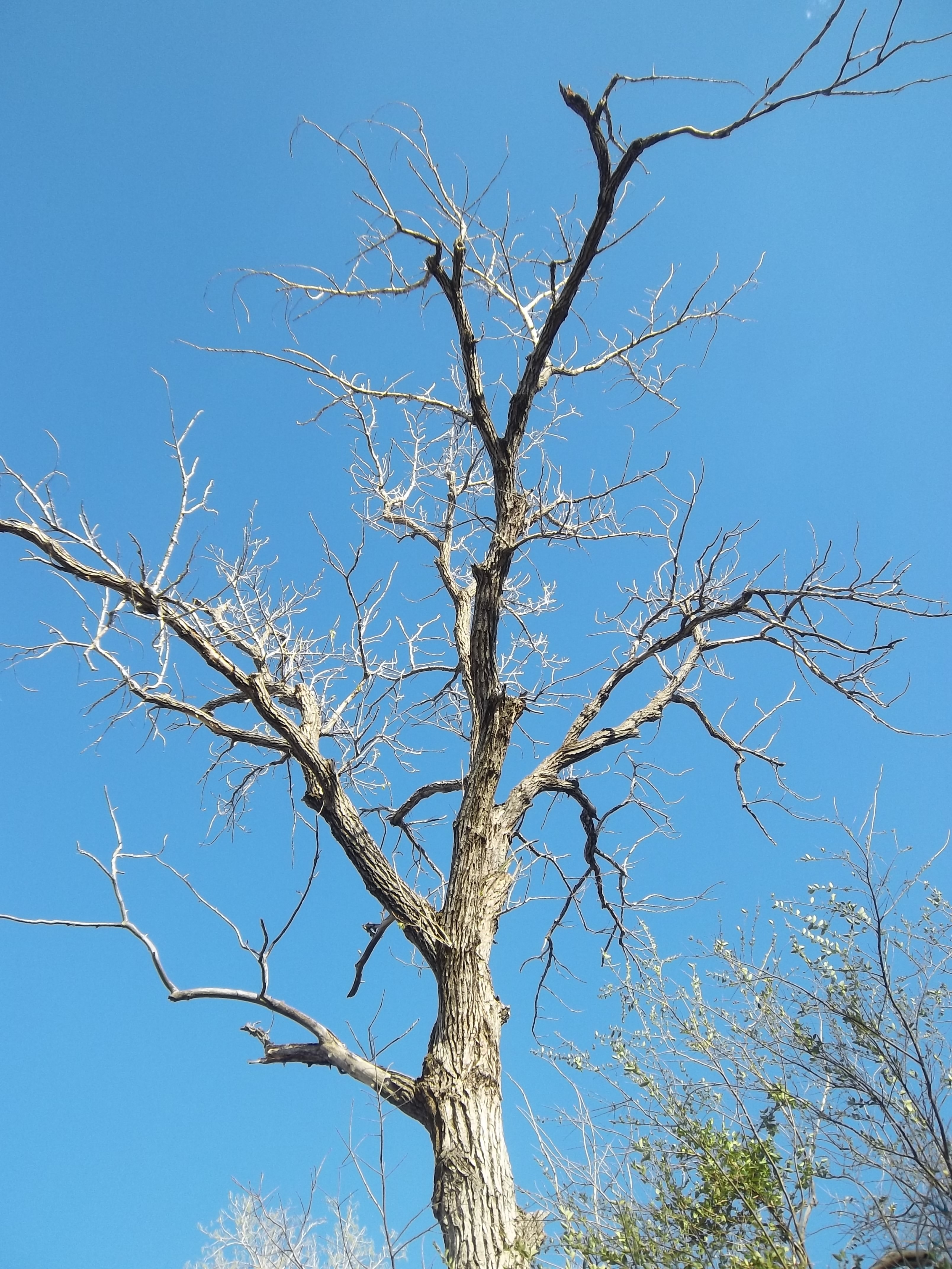 brown leafless tree