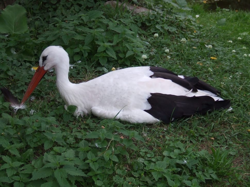 white and black goose preview
