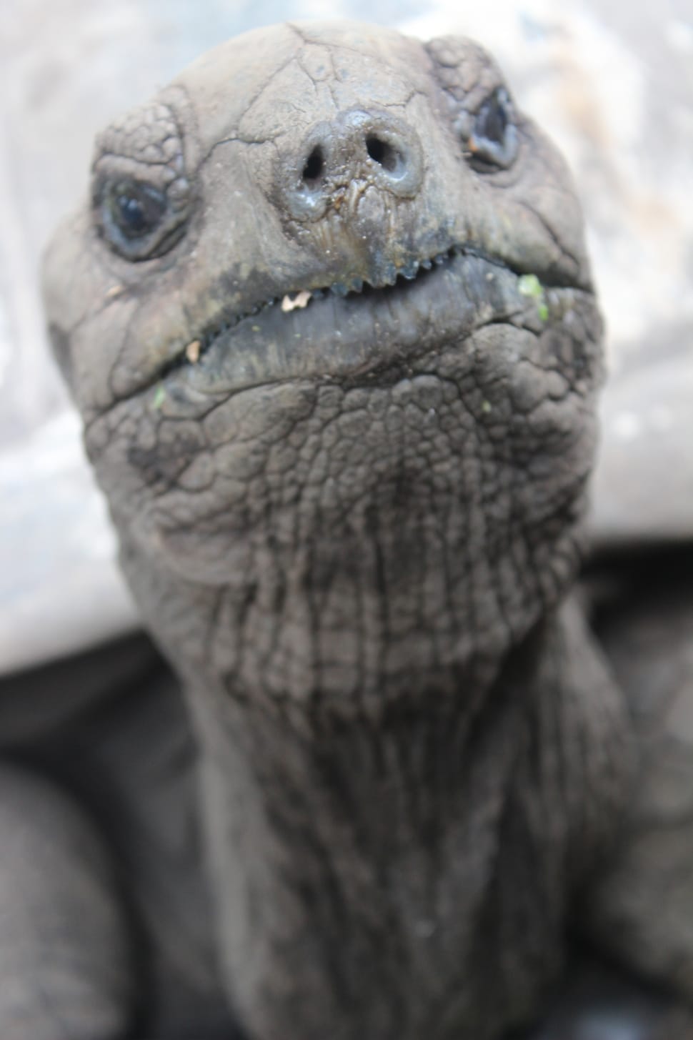grey turtle preview