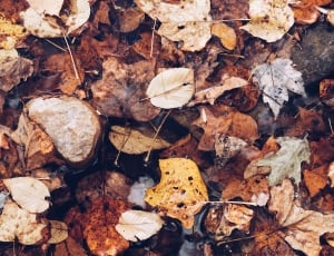 brown, yellow, and white falling leaves thumbnail