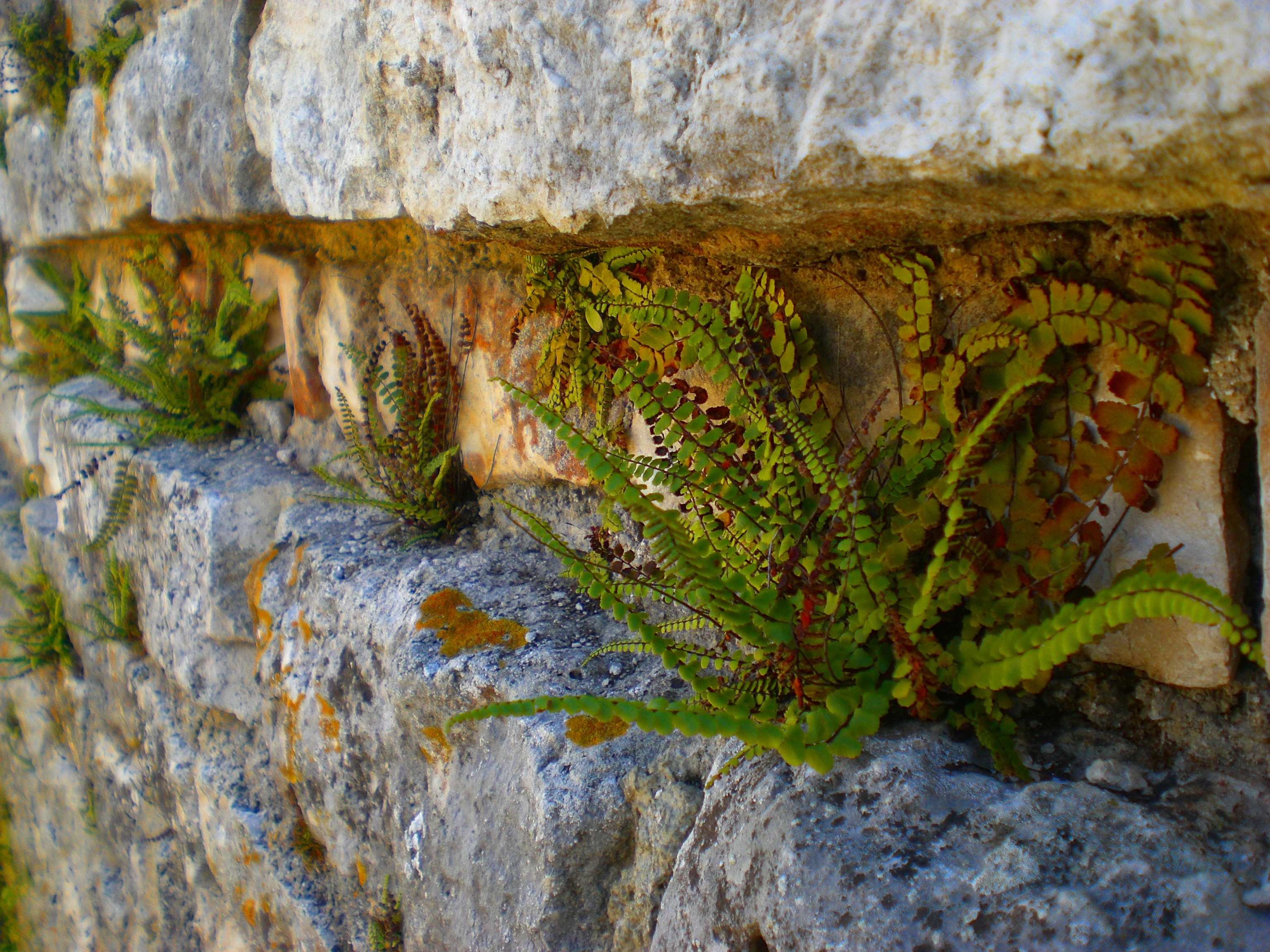 green leaf plant